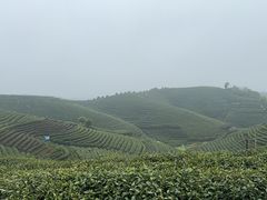 -龙坞茶村