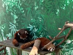 -西霞口神雕山野生动物世界