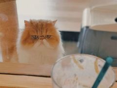 -CAT’S MEWSTAR CAFE·喵星球猫屋(晴湾咖啡店)