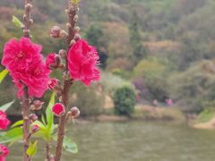 -南国桃园旅游度假区