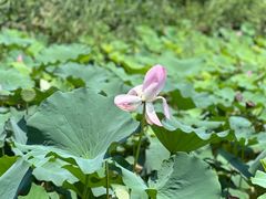 -长兴太湖图影湿地文化园