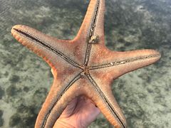 -库塔海滩