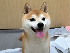 -康成宠物医院24H·CT·核磁共振