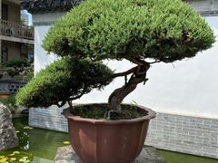 -水绘园