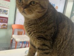 -纳吉亚猫专科动物医院博雅分院