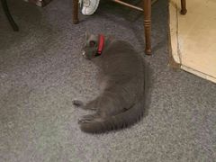 -猫色咖啡·猫咖