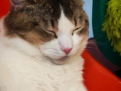 -和它·交个朋友·狗咖猫咖(爱琴海店)