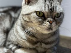 -有猫主题·治愈系猫咖(曾厝垵店)