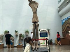 -自贡恐龙博物馆