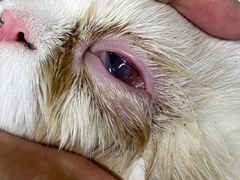 -宠物星动物医院·眼科·异宠·猫科(江南大道总院)