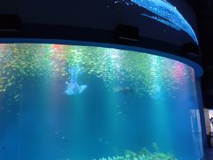 -合肥海洋世界