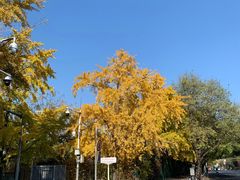 -三里屯东五街银杏大道