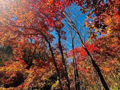 -天女山森林公园