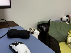 -艾贝尔动物医学中心·血液净化·神经内外科