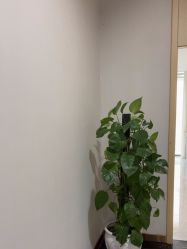 -碧莲盛·不剃发植发