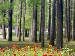 -上海共青森林公园