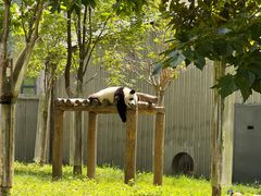 -卧龙中华大熊猫苑神树坪基地