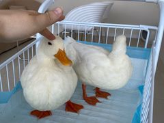 -怪兽屋·羊驼·猫咖·狗咖(俊华广场店)