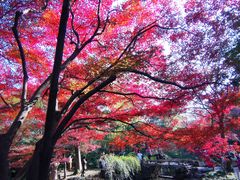 -秋霞圃