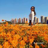 内心明媚  向阳而生  今天是向日葵女孩吖 🌻