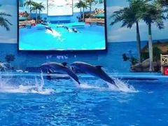 -海合安成都极地海洋公园