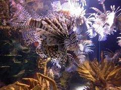 -瑞普利水族馆