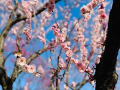 -梅花山(明孝陵内)