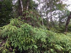 -热带雨林自然公园