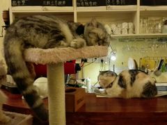 -猫色咖啡·猫咖