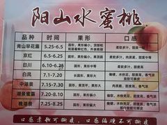 -老袁家蜜桃农场·阳山水蜜桃