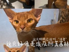 -琪喵猫屋·撸猫猫咖·猫舍
