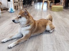 -柴迷FANS CLUB·柴犬狗咖·猫咖