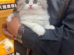 -欣宠猫屋·矮脚拿破仑·蓝金金渐层