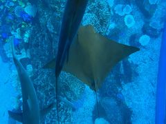 -迪拜水族馆及水下动物园