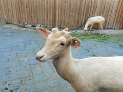 -北京鹿世界主题园