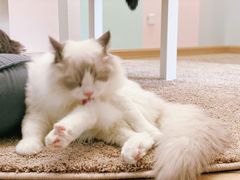 -酷豆宠物咖啡·宠物美食·撸猫馆