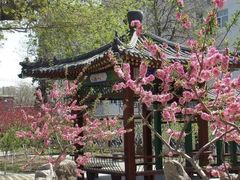 -桃花堤公园