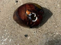 -东姑阿都拉曼海洋公园