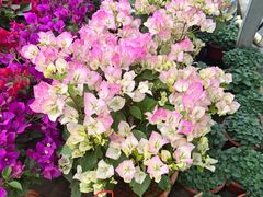 -龙大花卉苗木市场