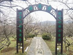 -香雪海