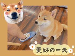 豆柴町撸狗入场券-豆柴町-柴犬主题狗咖(红鼎国际C座店)