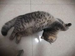 -艾贝尔宠物医院·24H转诊中心·肿瘤猫专科(江宁双龙店)
