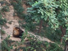 -石家庄市动物园