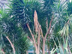-南山植物园