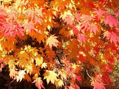 -丹东天桥沟景区