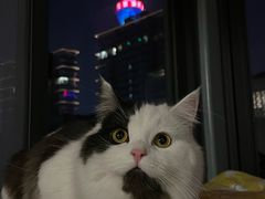 -汪喵宠物医院·骨科心脏影像·犬猫急重症ICU诊疗中心(成华分院)