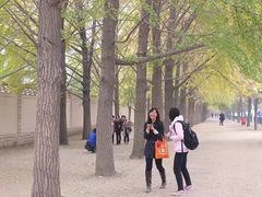 -三里屯东五街银杏大道