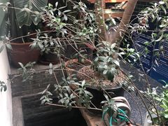 -北平小院设计酒店