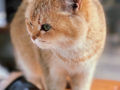 -猫小院猫主题餐厅(南锣旗舰店)