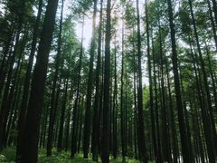 -塞罕坝国家级自然保护区